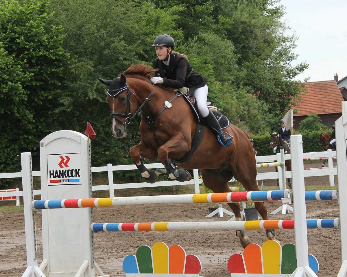jumper Denzel Washington 2 (Hanoverian, 2004, from Don Vino)