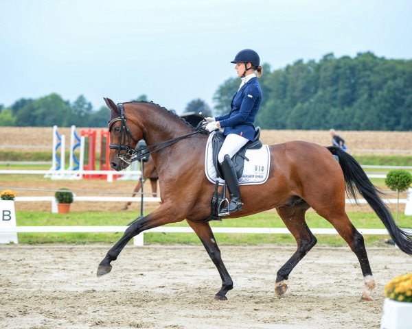 dressage horse Don Sinclair St (Oldenburg, 2013, from Don Gigolo 4)
