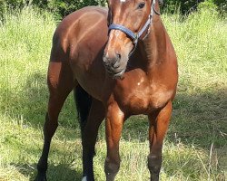 broodmare Georgyna (Rhinelander, 1993, from Glückstag)