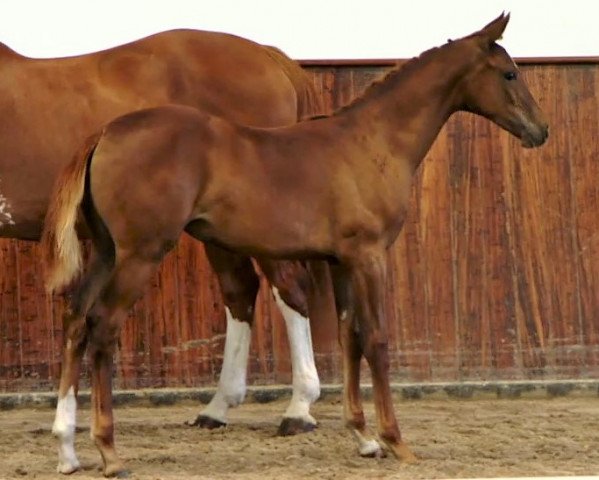 dressage horse Fräulein Sonnenschein (German Sport Horse, 2019, from Tannenhof's Fahrenheit)