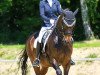 dressage horse Forintas (Trakehner, 2001, from Fortas)