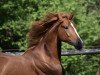 dressage horse Laurico (Hanoverian, 2017, from Londontime)