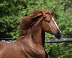 dressage horse Laurico (Hannoveraner, 2017, from Londontime)