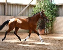 dressage horse Jolinar (Deutsches Sportpferd, 2015, from Jake Johnson)