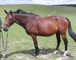 broodmare Catania (Holsteiner, 2010, from Caretino)