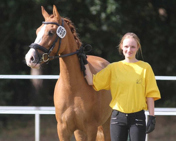 broodmare Melli's Junica (German Riding Pony, 2015, from Dornik B)