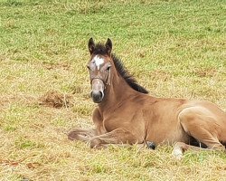 broodmare Stute v. Million Dollar / Colman (Westphalian, 2018, from Million Dollar)