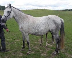 broodmare Action Lady (Holsteiner, 2008, from Colman)