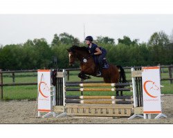 Springpferd Nobel Girl 3 (Deutsches Reitpony, 2012, von Nobel Nagano NRW)