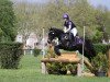 jumper Dark Dynamite V (German Riding Pony, 2010, from Doodoo)