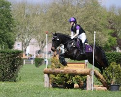 jumper Dark Dynamite V (German Riding Pony, 2010, from Doodoo)