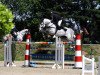 jumper Lexie Grey (German Sport Horse, 2010, from Lemwerder)