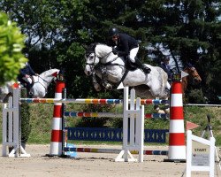 jumper Lexie Grey (German Sport Horse, 2010, from Lemwerder)