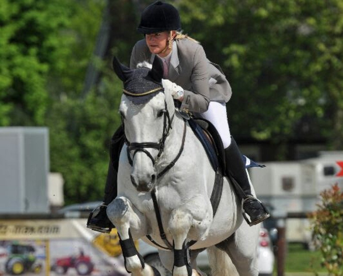dressage horse Van Santing (KWPN (Royal Dutch Sporthorse), 2000, from Voltaire)