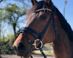 dressage horse Dolany's Püppchen (Holsteiner, 2011, from Dolany)