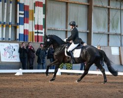 dressage horse Golina 12 (Trakehner, 2014, from Rheinklang)