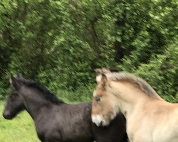 Pferd Anton (Rheinisch-Deutsches Kaltblut, 2019, von Adoro)
