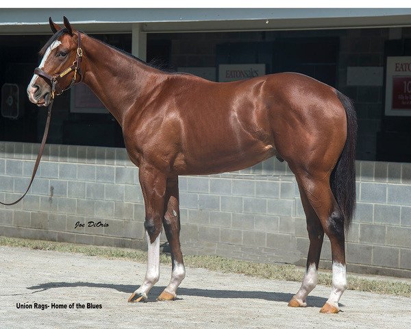 Pferd Ragtime Blues xx (Englisches Vollblut, 2017, von Union Rags xx)