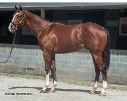 horse Ragtime Blues xx (Thoroughbred, 2017, from Union Rags xx)