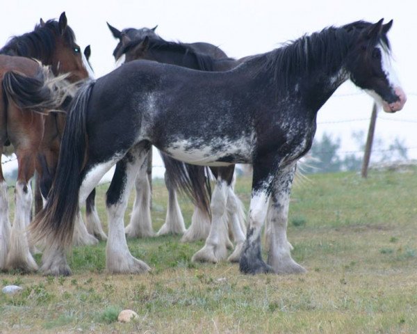 broodmare Battle River Arizona (Clydesdale, 2012, from Joseph Lake's Gunsmoke)