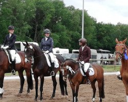 broodmare Stedinger´s Lady HB (Hanoverian, 2010, from Stedinger)