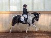 dressage horse Shika (Pinto, 2009)