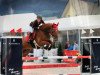 jumper Carticcio (Czech Warmblood, 2011, from Cartouche)