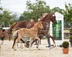 dressage horse Stute von A new Star I / Donchester (German Riding Pony, 2019, from A new Star)