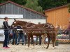 broodmare Dana M (German Riding Pony, 2005, from Donchester)