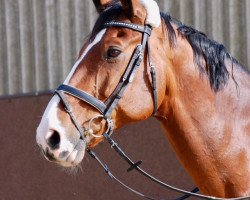 jumper Chopin XIV (Hanoverian, 2003, from Contendro I)