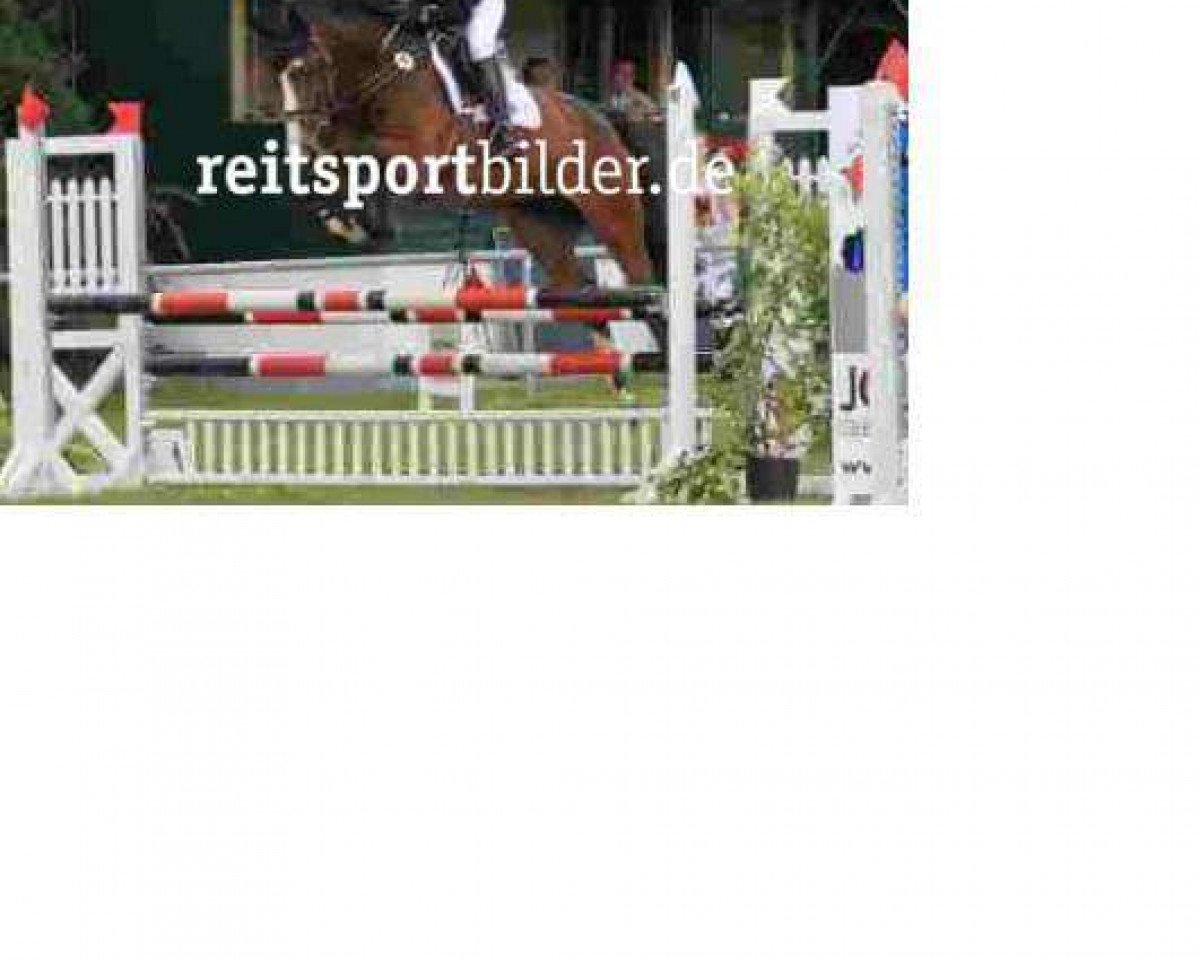 broodmare Baroness (Hanoverian, 2005, from Balou du Rouet)