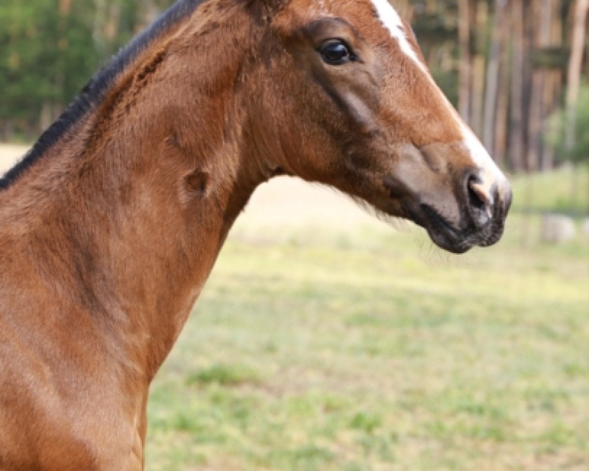 stallion Calypso (Oldenburg show jumper, 2019, from Comilfo Plus Z)