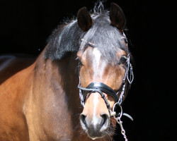 dressage horse Sammy Deluxe 22 (Westphalian, 2013, from Scolari)