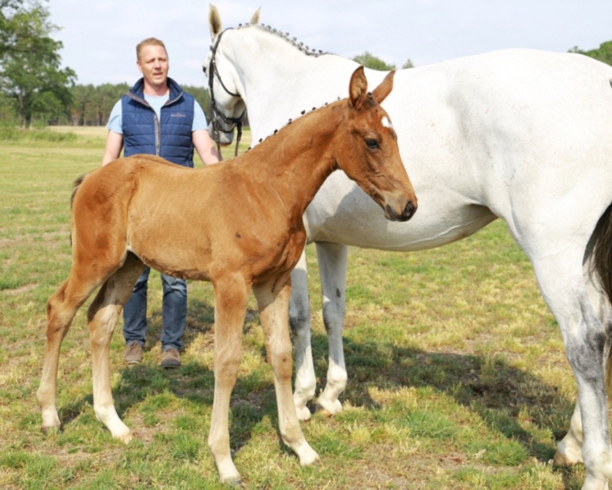 jumper Global Player (German Sport Horse, 2019, from George Z)