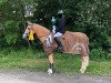 dressage horse Beschenhof Next Topmodel Blondy (Welsh-Pony (Section B), 2007, from Campari)