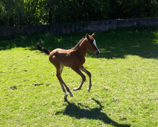 dressage horse Roxy (German Riding Pony, 2019, from Ronaldo Vom Schwarzbach)