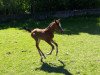 dressage horse Roxy (German Riding Pony, 2019, from Ronaldo Vom Schwarzbach)