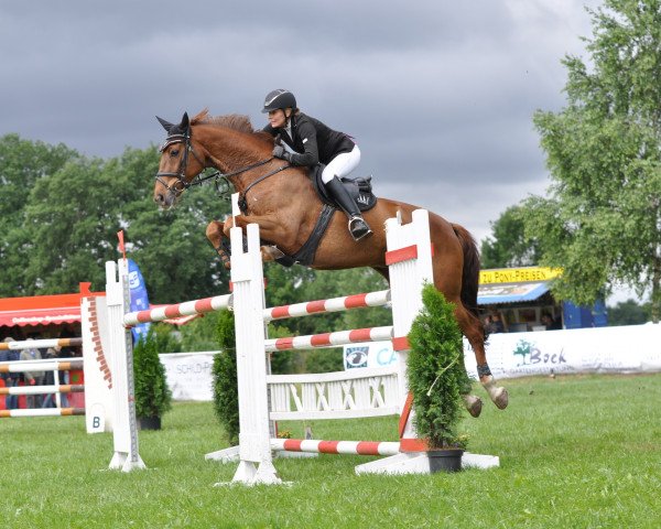jumper Chevignon (German Sport Horse, 2006, from Celentano)