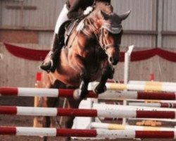 dressage horse Benz 6 (German Riding Pony, 2009, from Hilkens Black Delight)