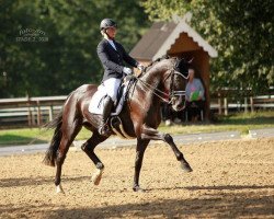 dressage horse Pk Happy Hippo (Hanoverian, 2010, from Hampton)