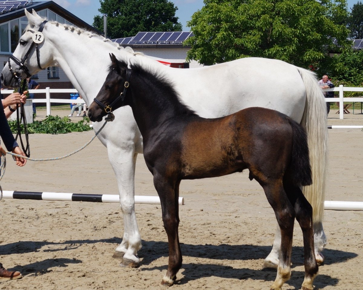 horse Bela' Classic S (Westphalian, 2019, from Balous Bellini)