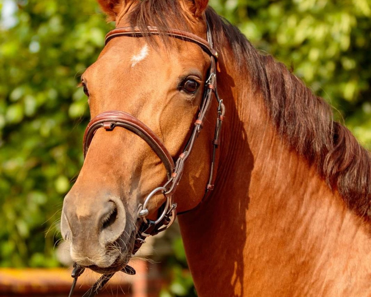 dressage horse Here I Am H (Hanoverian, 2015, from Hochadel)