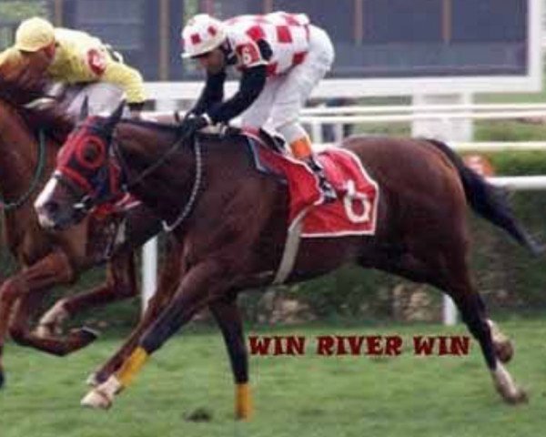 Deckhengst Win River Win xx (Englisches Vollblut, 1999, von Virginia Rapids xx)