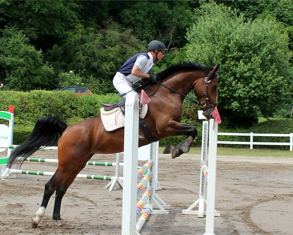 dressage horse Cleo Soley (Danish Warmblood, 2014, from BOEGEGAARDENS BONEY M)