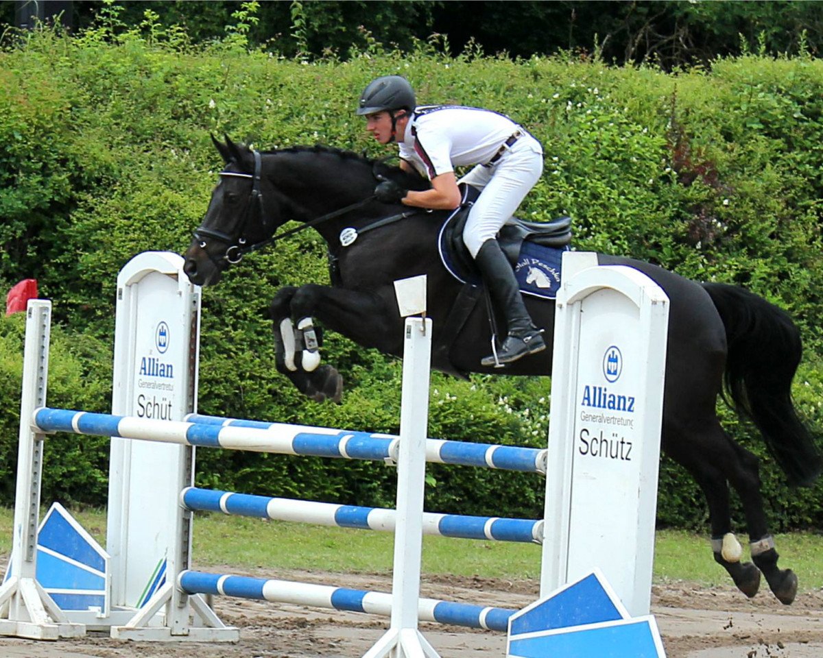 Springpferd Donna Laticia (Oldenburger, 2009, von Diarado)