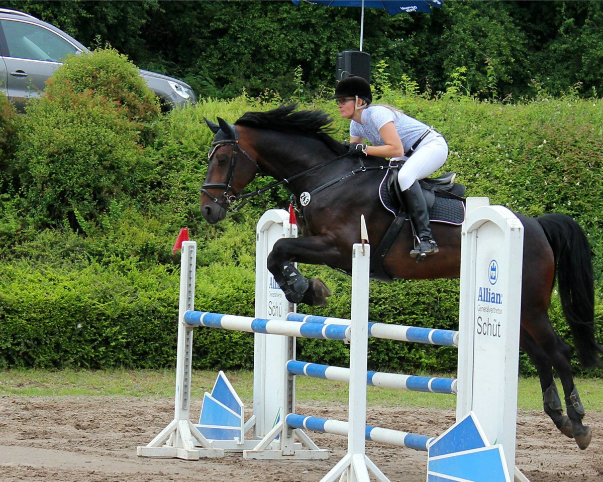 Springpferd Florence van Overis (Zangersheide Reitpferd, 2011, von Flipper d'Elle)