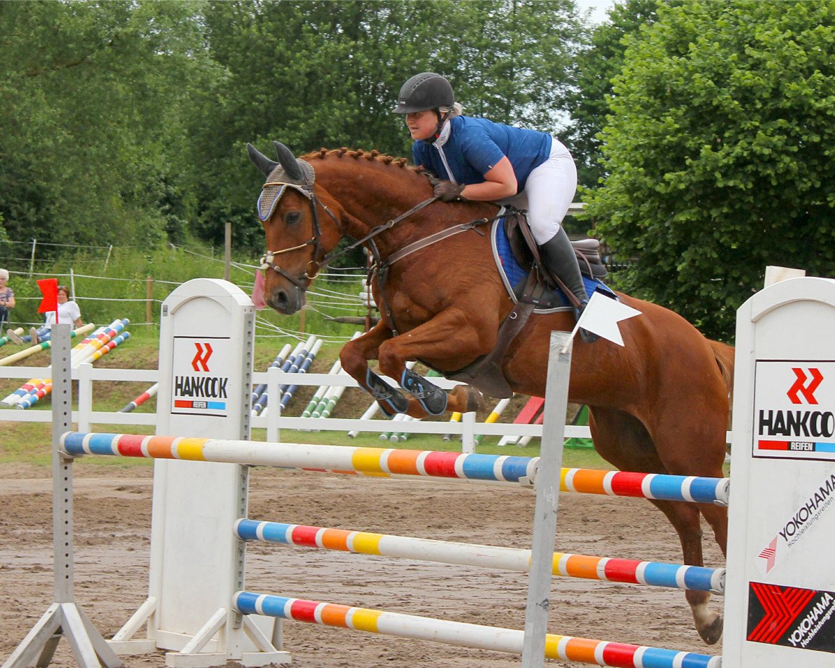 jumper Lexi Lady K (Oldenburg show jumper, 2012, from Lake Tahoe)