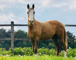 dressage horse Mathilda H (German Riding Pony, 2018, from FS Mr. Right)