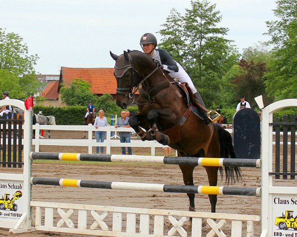 jumper Colorado 241 (Royal Warmblood Studbook of the Netherlands (KWPN), 2007, from Odermus R)