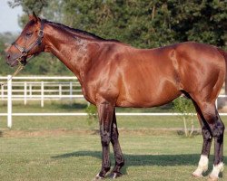 stallion Eagle Eyed xx (Thoroughbred, 1991, from Danzig xx)